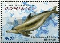 Colnect-3281-494-Atlantic-Hump-backed-Dolphin-Sousa-teuszii.jpg