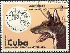 Colnect-1118-274-Hookworm-Ancylostoma-caninum-Dog-Canis-lupus-familiaris.jpg