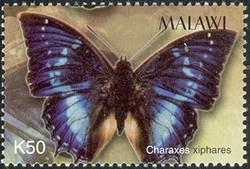 Colnect-1458-452-Forest-King-Charaxes-Charaxes-xiphares.jpg