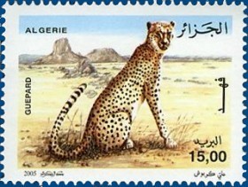 Colnect-465-765-Northwest-African-Cheetah-Acinonyx-jubatus-hecki.jpg