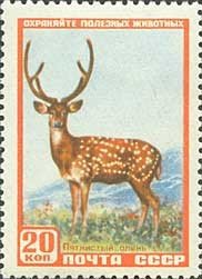 Colnect-471-496-Manchurian-Sika-Deer-Cervus-nippon-dybowskii.jpg