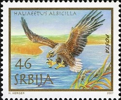 Colnect-493-554-White-tailed-Eagle-Haliaeetus-albicilla.jpg