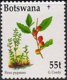 Colnect-1754-803-Ficus-pygmaea.jpg