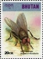 Colnect-3381-436-Red-tailed-Flesh-Fly-Sarcophaga-haemorrhoidalis.jpg