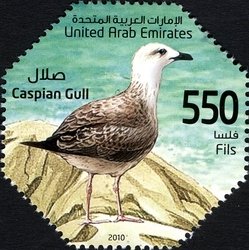Colnect-1381-527-Caspian-Gull-Larus-cachinnans.jpg