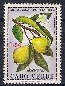 Colnect-4084-670-Common-Guava-Psidium-guajava.jpg