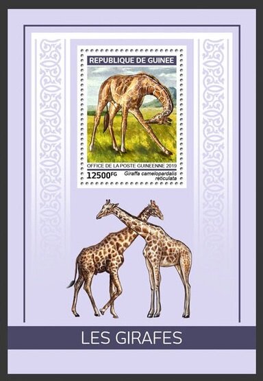 Colnect-5970-270-Reticulated-Giraffe-Giraffa-camelopardalis-reticulata.jpg