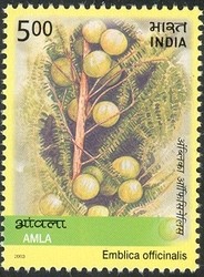 Colnect-540-487-Medicinal-Plants-of-India---Amla-Emblica-officinalis.jpg