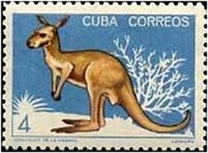 Colnect-1974-001-Eastern-Grey-Kangaroo-Macropus-giganteus.jpg