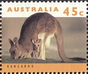 Colnect-2722-981-Eastern-Grey-Kangaroo-Macropus-giganteus.jpg