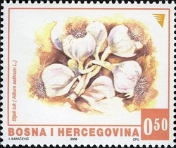 Colnect-900-130-Bijeli-luk---Allium-sativum.jpg