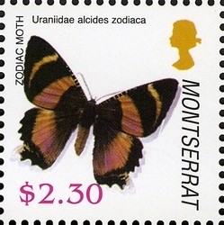 Colnect-1529-964-Zodiac-Moth-Alcides-zodiaca.jpg