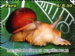 Colnect-1594-985-Land-Snail-Megalobulimus-capillaceus.jpg