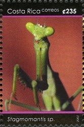 Colnect-1723-414-Praying-Mantis-Stagmomantis-sp.jpg