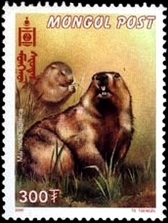 Colnect-2305-597-Bobak-Marmot-Marmota-bobak-ssp-sibirica.jpg