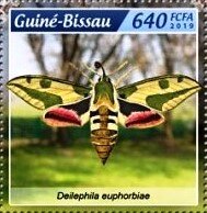 Colnect-5980-369-Spurge-Hawk-moth-Deilephila-euphorbiae.jpg