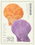 Colnect-3539-361-Noble-scallop.jpg