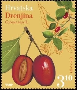 Colnect-4819-603-Fruits---Nuts--Cornelian-Cherry.jpg