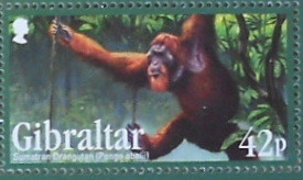 Colnect-1941-967-Sumatran-Orangutan-Pongo-abelii.jpg