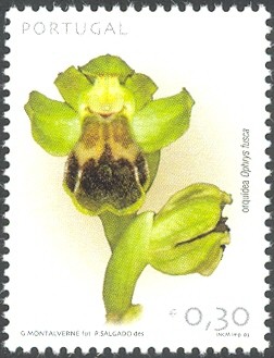 Colnect-568-030-Ophrys-fusca.jpg