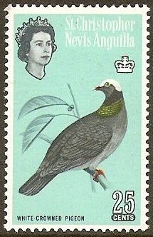 Colnect-1939-403-White-crowned-Pigeon-Columba-leucocephala-.jpg