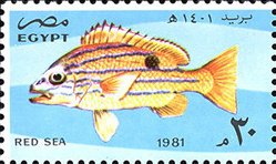 Colnect-3353-506-Blue-banded-Sea-Perch-Lutjanus-quinquelineatus.jpg