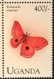 Colnect-5952-926-Moth-Rohaniella-Pigmaea.jpg