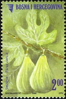 Colnect-1173-458-Figs---Smokva---Ficus-carica.jpg
