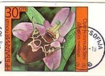 Colnect-1795-900-Ophrys-scolopax-subspcornuta-synOphrys-cornuta.jpg