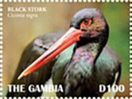 Colnect-5726-913-Black-Stork-Ciconia-nigra.jpg