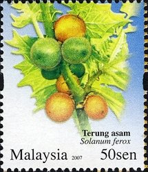 Colnect-614-126-Solanum-ferox.jpg