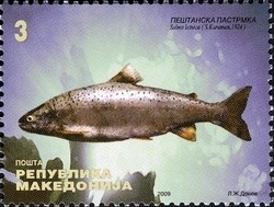 Colnect-1449-006-Ohrid-Trout-Salmo-letnica.jpg