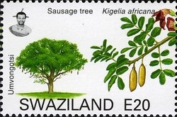 Colnect-1696-656-Sausage-Tree-Kigelia-africana.jpg