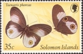 Nymphalid-Butterfly-Taenaris-phorcas.jpg