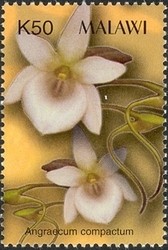 Colnect-1458-460-Orchids---Angraecum-compactum.jpg
