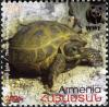 Testudo_Horsfieldii_2007_Armenian_stamp_3.jpg