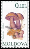 Colnect-507-802-Mushrooms.jpg