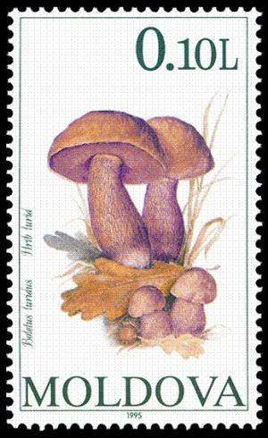 Colnect-507-802-Mushrooms.jpg