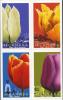 Colnect-210-083-Tulips.jpg