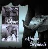 Colnect-5539-811-Elephants.jpg