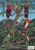 Colnect-2194-122-Parrots.jpg