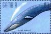Colnect-4698-214-Blue-whale.jpg