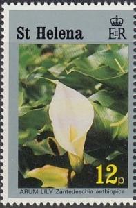 Colnect-2529-914-Arum-lily.jpg
