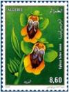 Colnect-1748-141-Ophrys-lutea.jpg