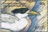 Colnect-3226-011-Crested-tern.jpg