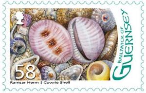 Colnect-3610-621-Cowrie-shell.jpg