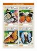 Colnect-5580-741-Butterflies.jpg