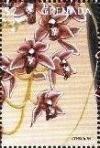 Colnect-4581-322-Cymbidium.jpg