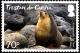 Colnect-4564-322-Fur-Seals.jpg