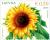 Colnect-2655-226-Sunflower.jpg